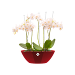 brussels diamond ovale 36cm lovely rouge